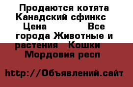 Продаются котята Канадский сфинкс › Цена ­ 15 000 - Все города Животные и растения » Кошки   . Мордовия респ.